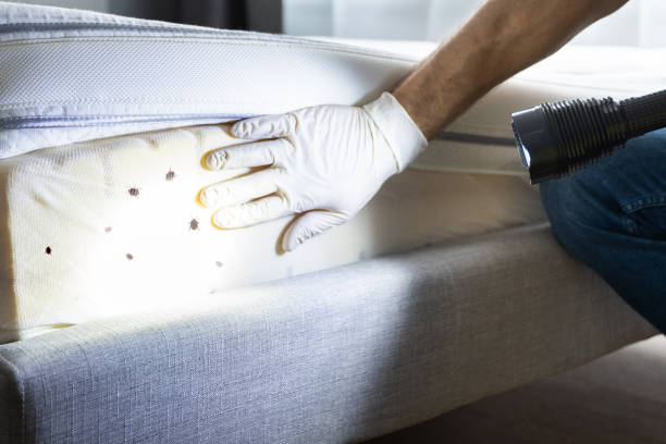 Best Best Pest Control Companies  in Mankato, MN