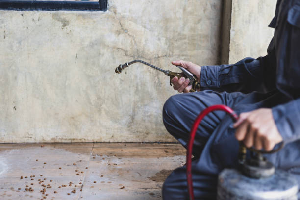 Best Wasp Removal Services  in Mankato, MN
